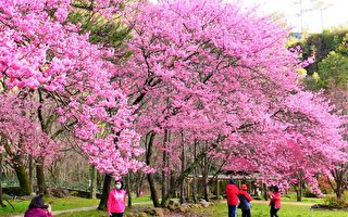 樱花季来了！ 武陵农场、新社、泰安接力盛开