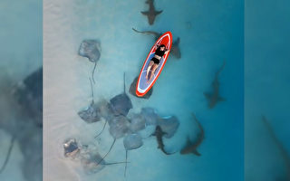 马尔代夫沙滩美景：大型鱼类与人类共处