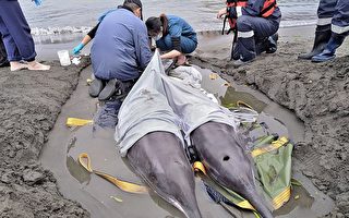 糙齿海豚搁浅八里海岸 救援送安置待野放