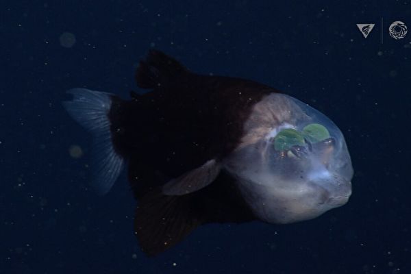 神秘深海鱼再现加州海岸 头部透明长相怪异