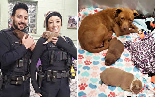 警方到廢棄屋處理「惡犬」 卻發現2可愛幼犬