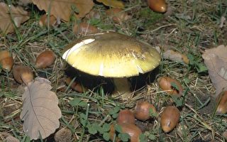 死帽菇最致命 食品安全機構警告勿採野生蘑菇