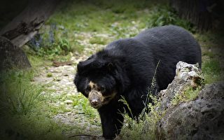 麻州黑熊數量暴增 居民應謹慎