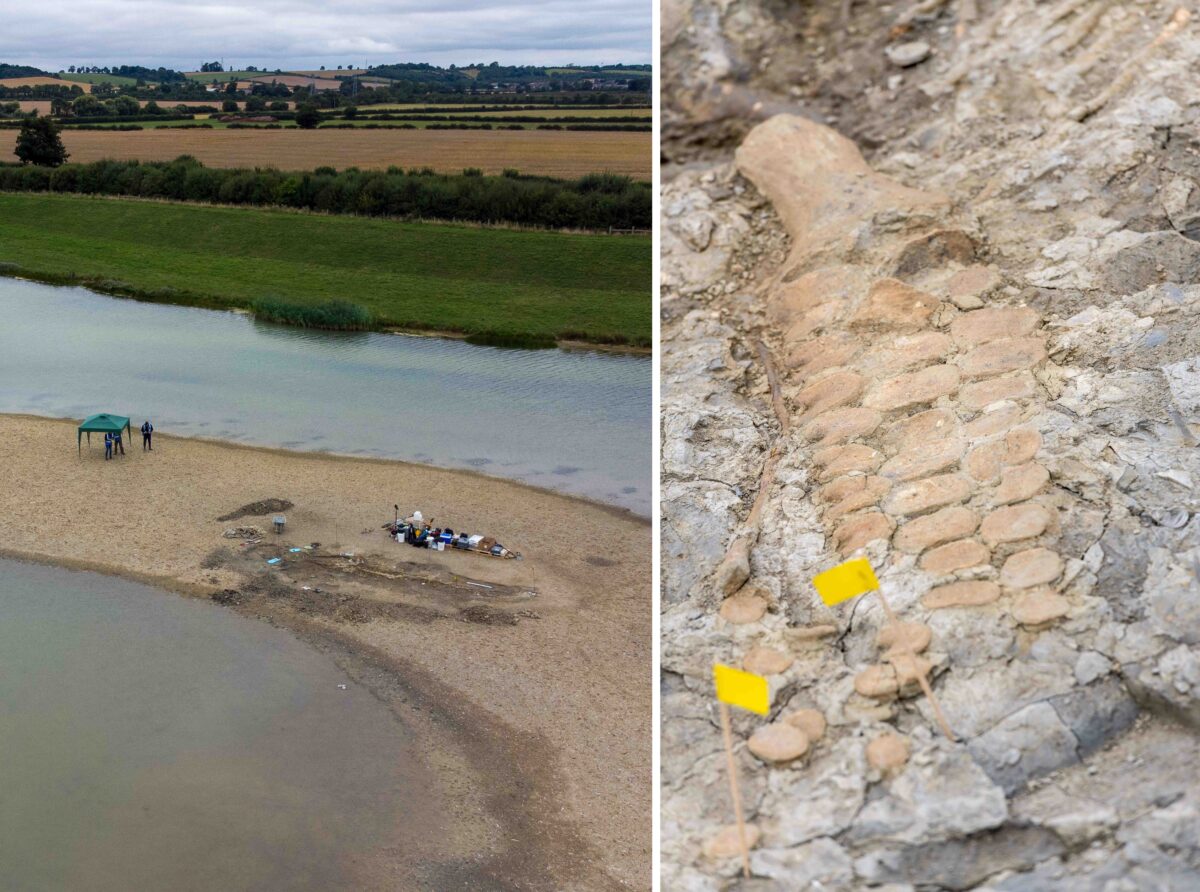 最完整鱼龙化石现英国水库距今1 8亿年 拉特兰水库 化石 鱼龙骨架 大纪元