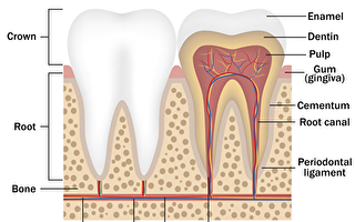人造牙齿珐琅质更坚固 还可连接智能设备