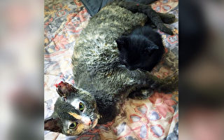 猫妈妈冲进燃烧谷仓救下一小猫 自己严重烧伤