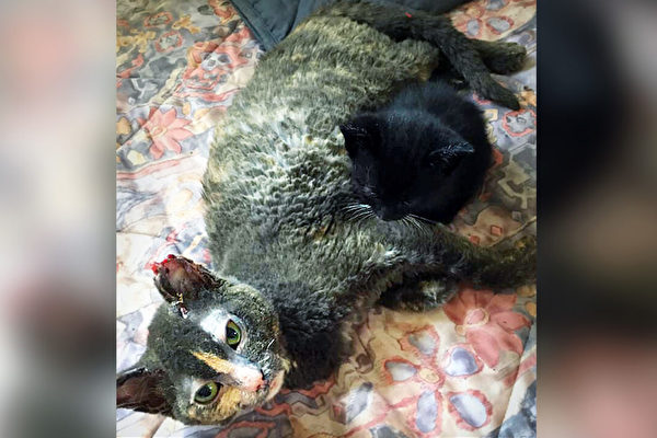 貓媽媽衝進燃燒穀倉救下一小貓 自己嚴重燒傷