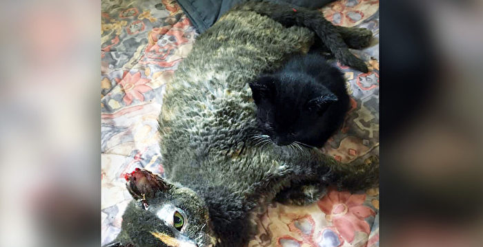 猫妈妈冲进燃烧谷仓救下一小猫 自己严重烧伤
