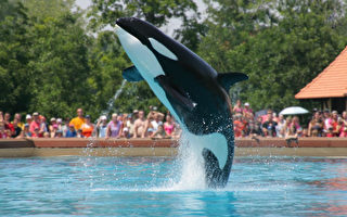 被控用海豚表演 大瀑布海洋公园首次上庭