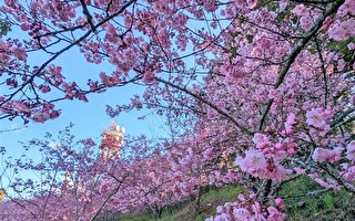 二二八连假赏樱 福寿山樱花季达颠峰