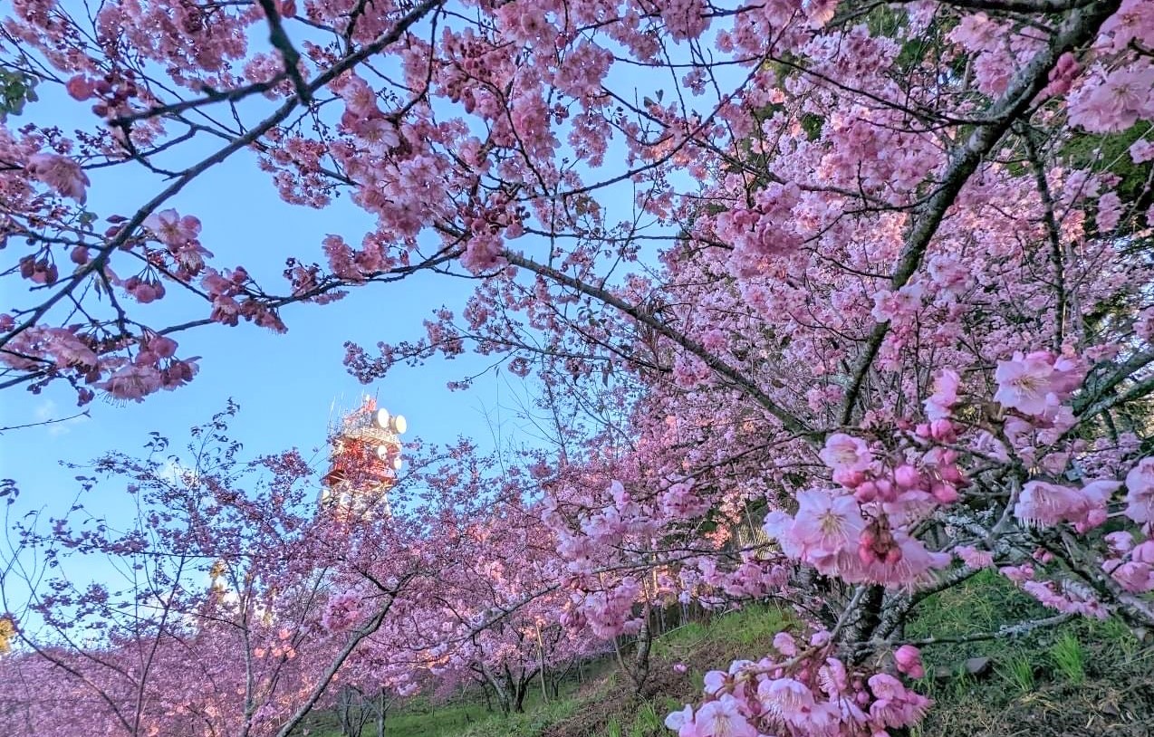 二二八连假赏樱福寿山樱花季达颠峰 大纪元