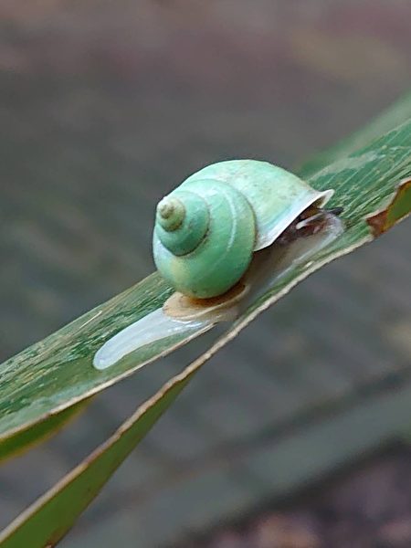 淡綠色的青山蝸牛，好像一款袖珍版的藝術小品。