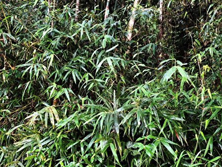  沙勒竹可長成全世界最長的竹子。