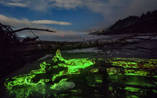 组图：神奇壮观的荧光绿色 照亮华盛顿州海滩