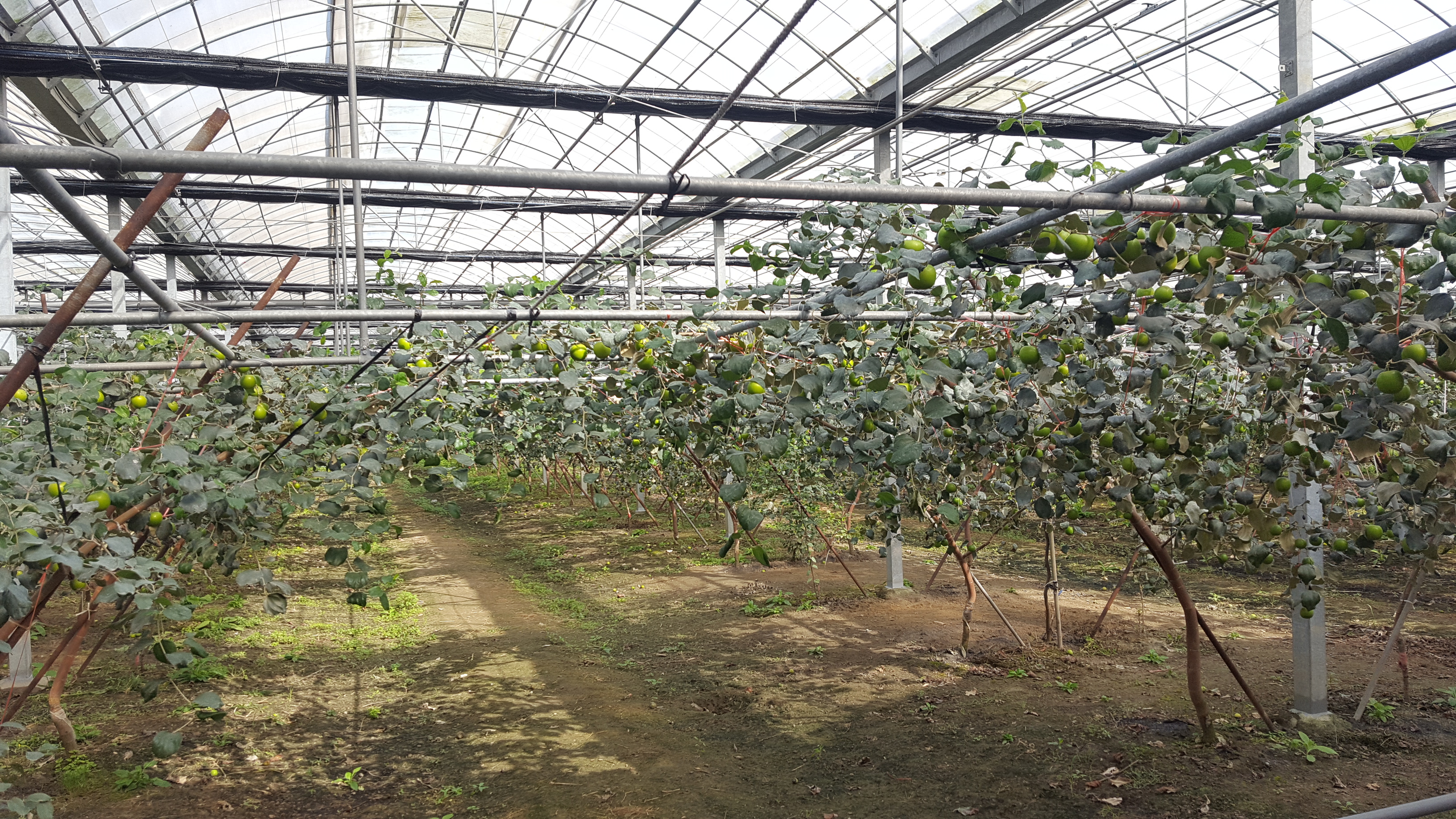 南國天物讓你 棗 到幸福好滋味 蜜棗 網室栽培 產期 大紀元 南國天物讓你 棗 到幸福好滋味 蜜棗 網室栽培 產期 大紀元