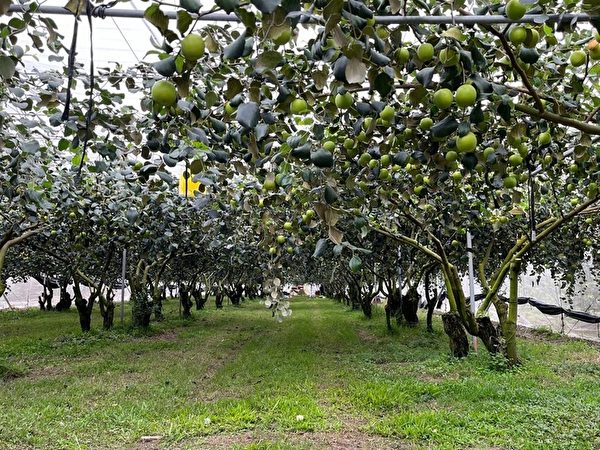 台湾水果拓展欧洲市场 高雄蜜枣外销法国