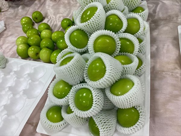 台灣水果拓展歐洲市場 高雄蜜棗外銷法國