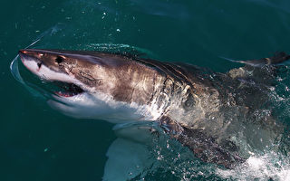 悉尼男命丧鲨口 两条鲨鱼被捕获后放生