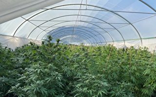 新州警方繳獲近1.7萬株種植大麻 價值5800萬