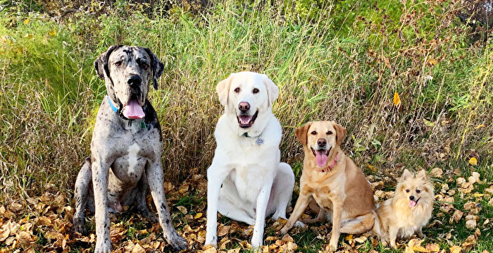 组图：大丹犬幼崽 成长速度令人吃惊