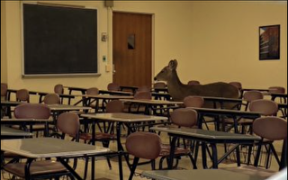 圖片新聞：雄鹿闖入石溪大學教室