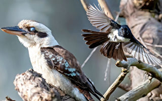組圖：保護自家領域 兩種鳥類的精采對決