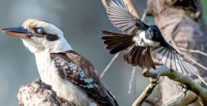 组图：保护自家领域 两种鸟类的精彩对决