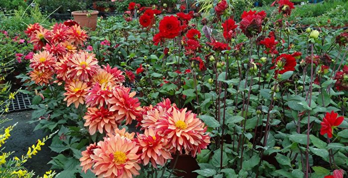 【组图】春天来了！花园里百花盛开