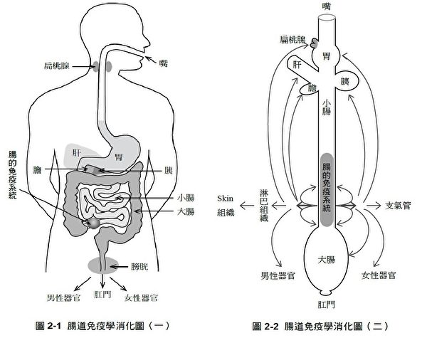肠道免疫学消化图。（博思智库提供）