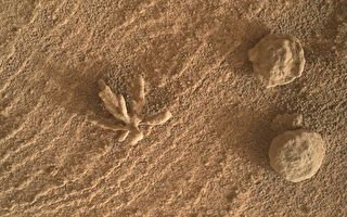 好奇号探测车在火星上发现珊瑚状岩石