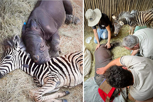 倖存孤兒犀牛與小斑馬在保護區的獨特友誼