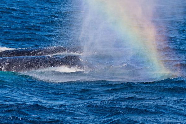 加州海岸座頭鯨噴出「彩虹」問候遊客