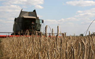 印度禁小麥出口 美歐商討改善食品供應鏈