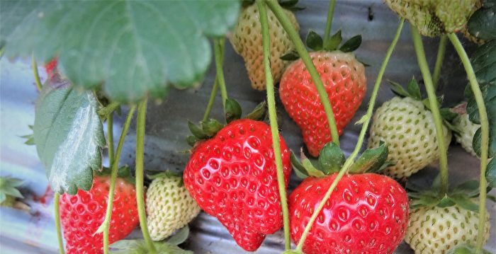 草莓营养价值高 但有这些症状的人不可多吃