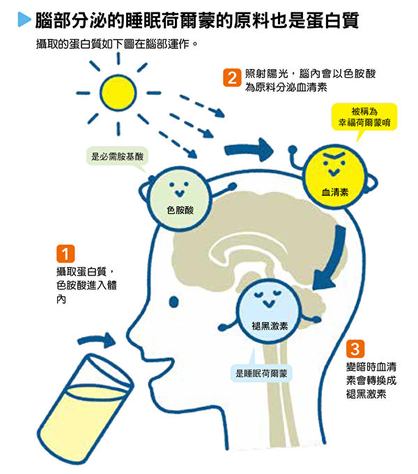 腦部分泌的睡眠荷爾蒙的原料也是蛋白質（台灣東販提供）