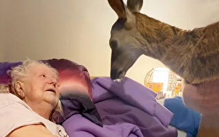 臨終前關愛 女兒讓一隻小鹿來到媽媽床邊