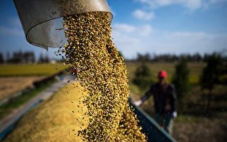 作物受損 中共瘋搶三國小麥 或推高全球價格