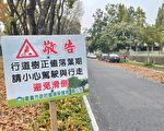 世賢路桃花心木正值落葉期 請騎士小心慢行