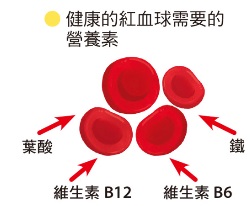 补足红血球所需要的营养素，就能气色红润。（商业周刊提供）