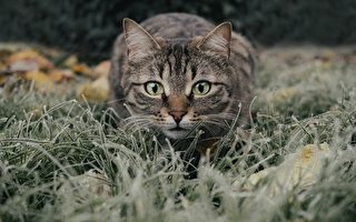 烏克蘭網紅貓已被輾轉帶到法國
