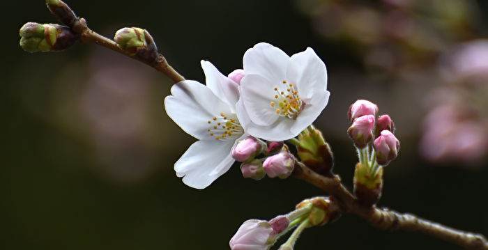 较往年平均早4天 日本宣布东京樱花季开始