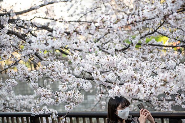 东京目黑区的樱花树