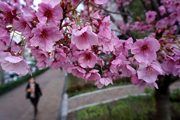 東京的櫻花