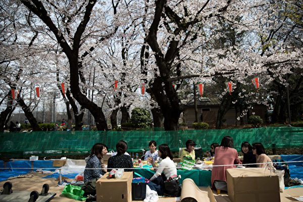 樱花树下野餐
