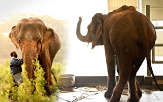 常年遭虐待命危 “印度最瘦大象”幸运获救