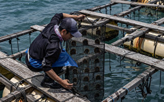组图：印尼龙目岛南海珍珠养殖业揭秘