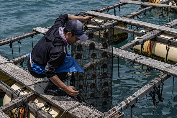 組圖：印尼龍目島南海珍珠養殖業揭祕