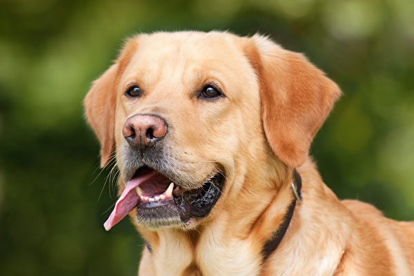 連續31年 拉布拉多犬名列美國最受歡迎小狗