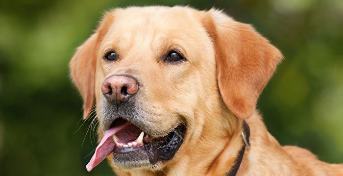 连续31年 拉布拉多犬名列美国最受欢迎小狗