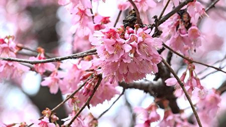 法拉盛草原可乐娜公园的樱花已经盛开。
